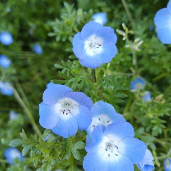 Nemophila menziesii Цвят