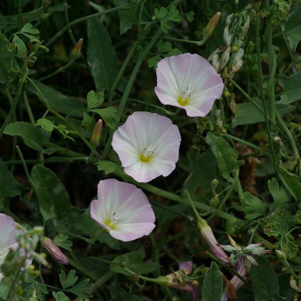 Convolvulus arvensis Tervik taim