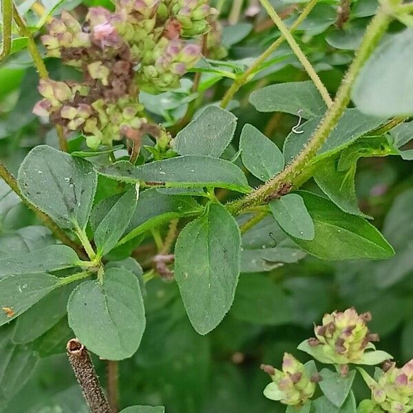 Origanum vulgare Feuille