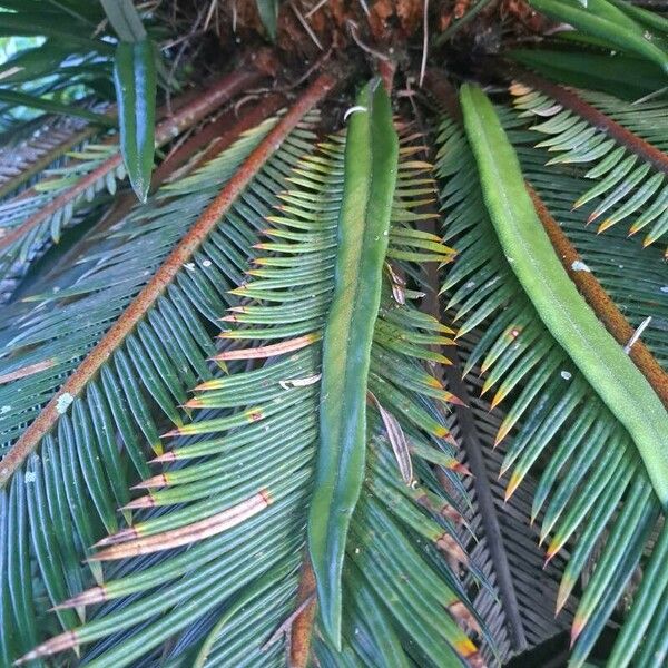 Cycas revoluta Leht