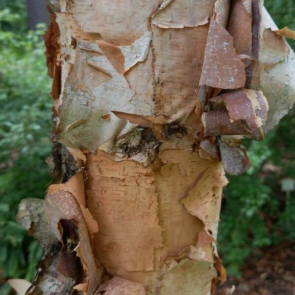 Betula nigra Casca