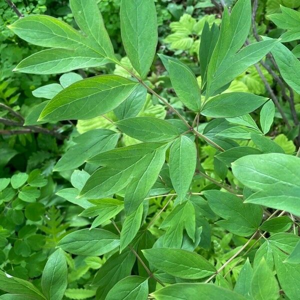 Paeonia ostii Folha