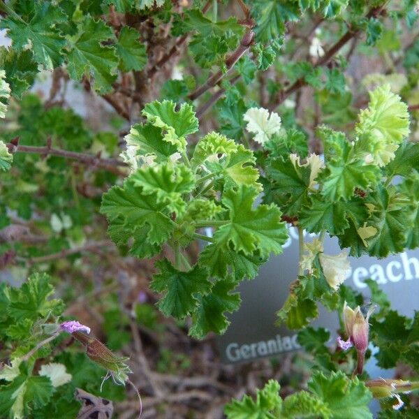 Pelargonium capitatum Fulla