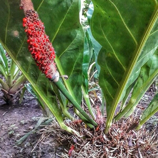 Anthurium cubense Fleur