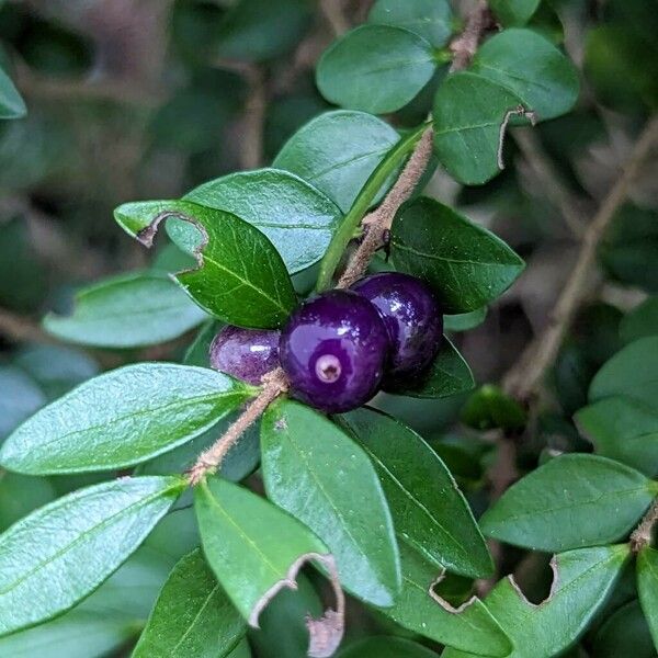 Lonicera ligustrina Fruto