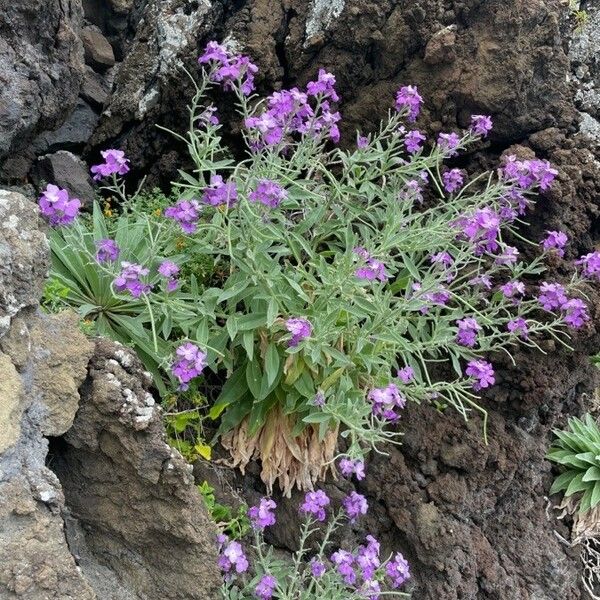 Matthiola maderensis Blüte