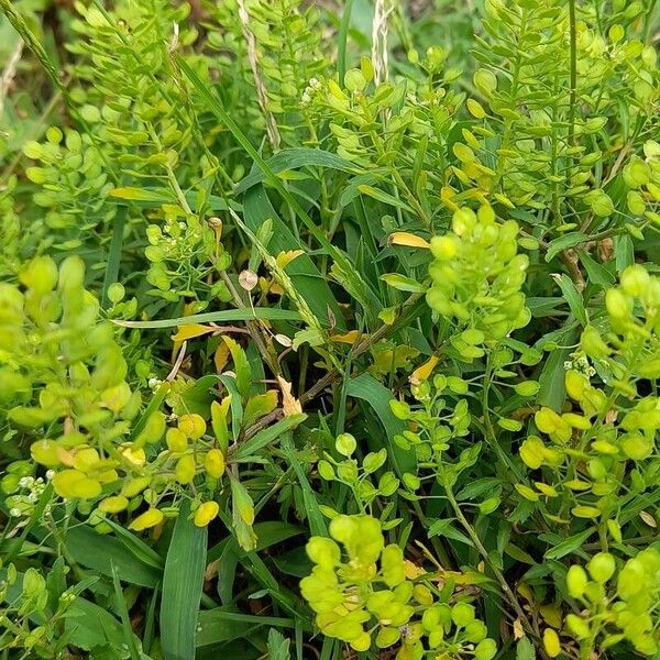 Lepidium virginicum Buveinė