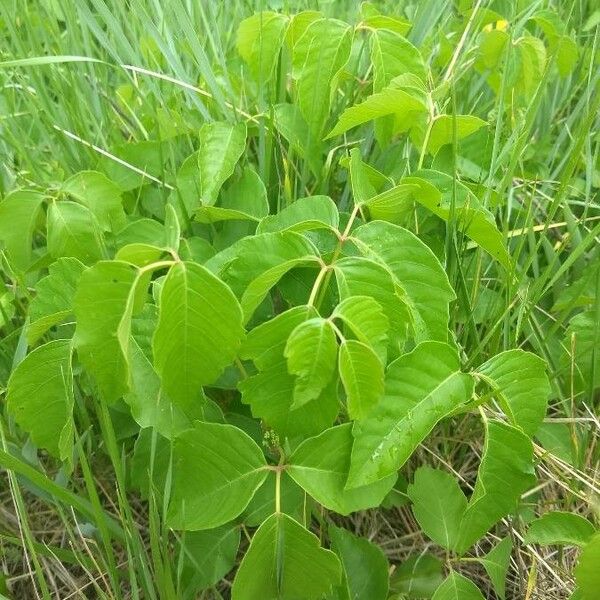 Toxicodendron rydbergii Levél