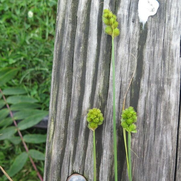 Carex tribuloides Kôra