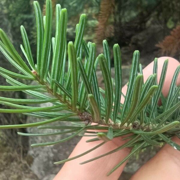 Abies sibirica 葉