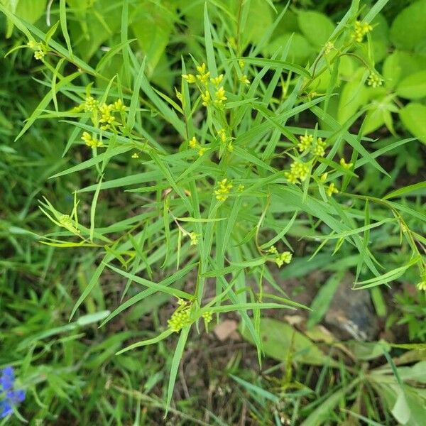 Euthamia graminifolia Virág