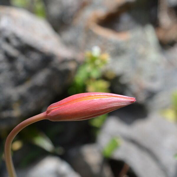 Tulipa sylvestris Õis