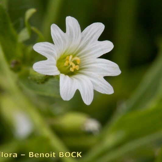 Cerastium dubium Flower