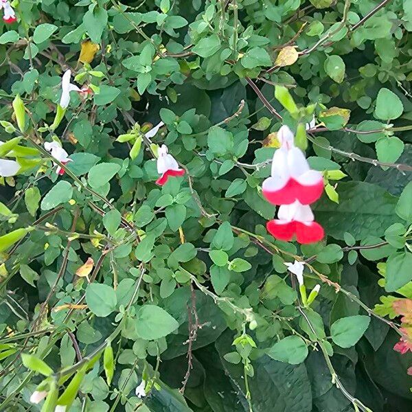 Salvia × jamensis Flors