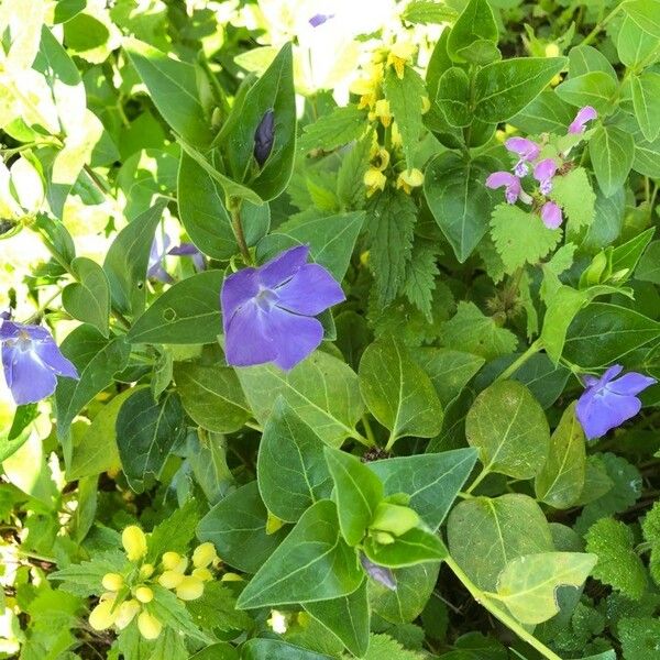 Vinca major List