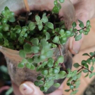 Crassula expansa Leaf