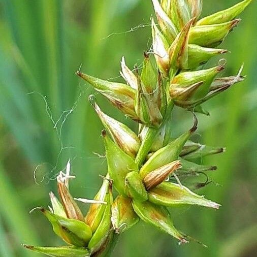 Carex spicata Fruto