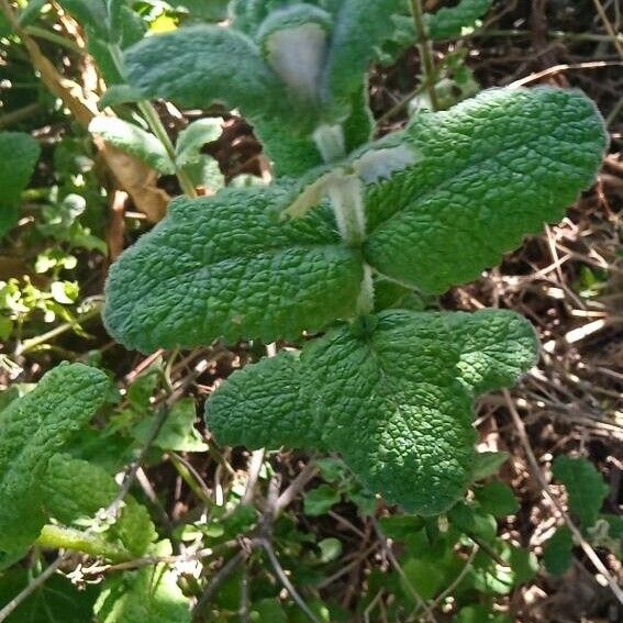 Mentha × villosa Fuelha