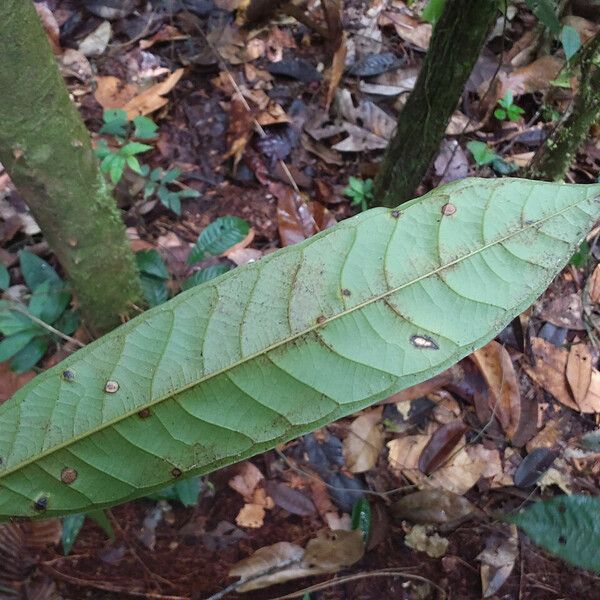 Fusaea longifolia Blatt