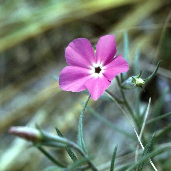 Phlox mesoleuca 花