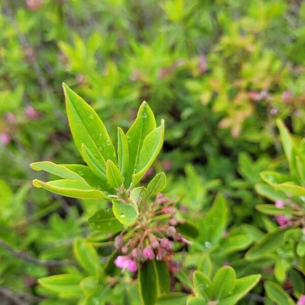 Kalmia angustifolia برگ