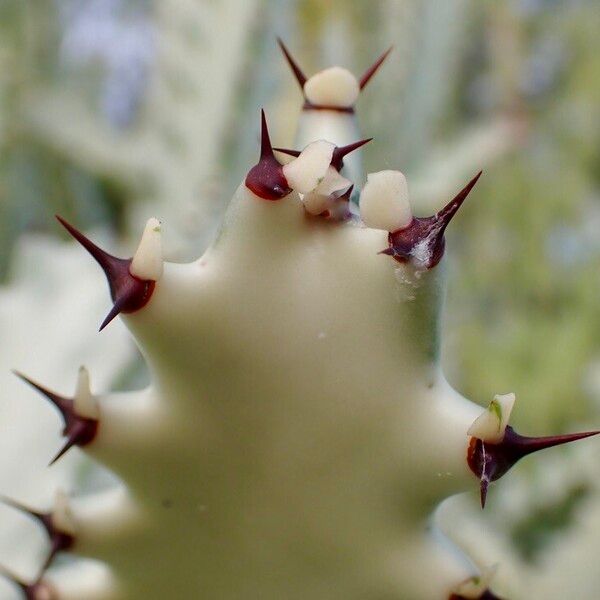 Euphorbia lactea Лист