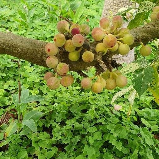 Ficus aspera Fruit