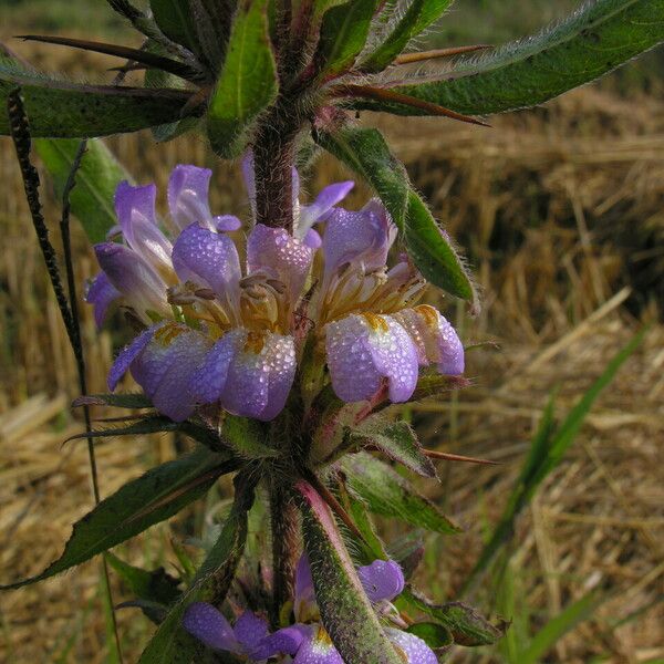 Hygrophila auriculata फूल