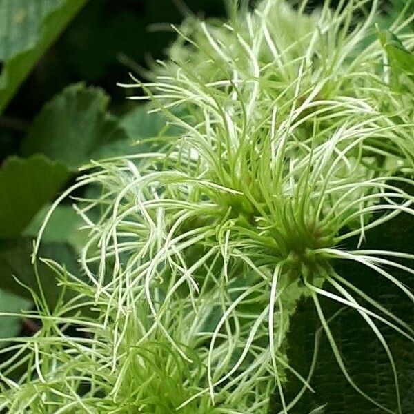 Clematis virginiana Flor