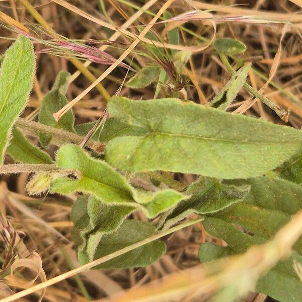 Ipomoea mombassana Foglia