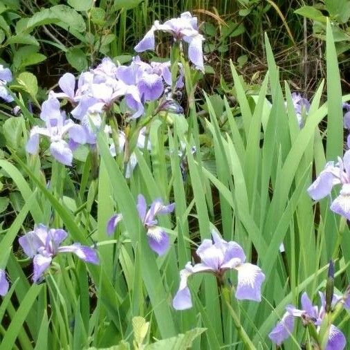 Iris versicolor Kukka