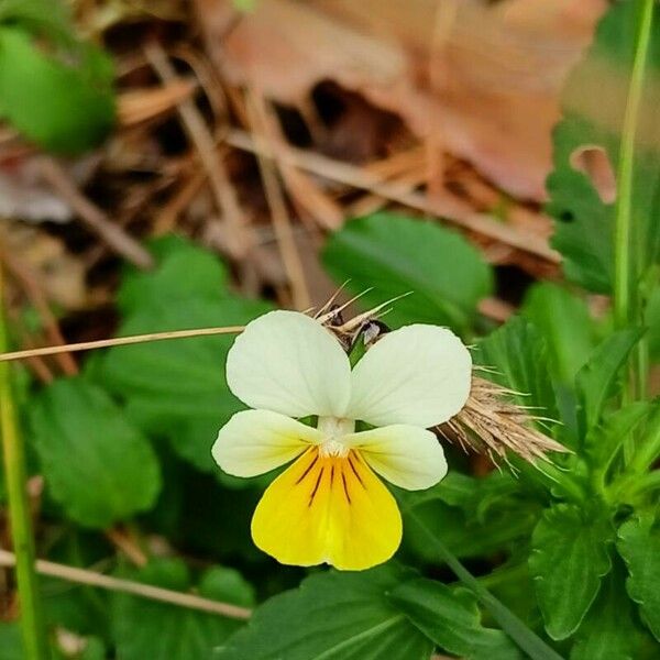 Viola arvensis Цветок