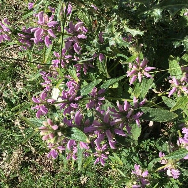 Phlomis herba-venti Квітка