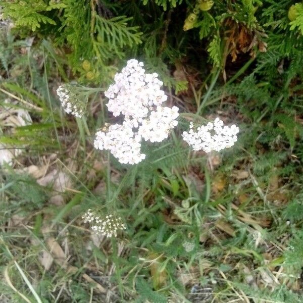 Achillea nobilis ᱵᱟᱦᱟ