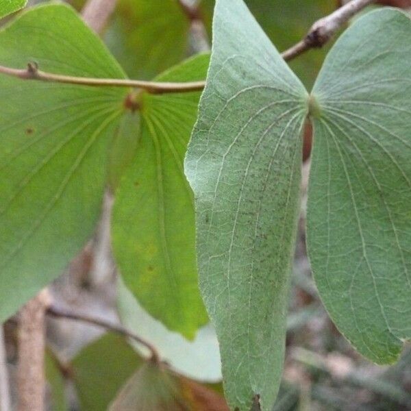 Colophospermum mopane Ліст