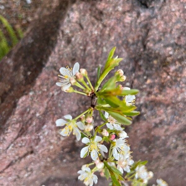 Prunus pumila Flor