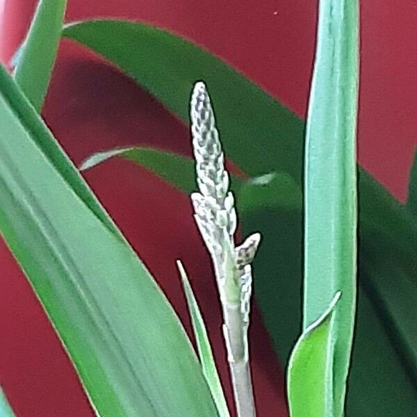 Cordyline stricta Flor