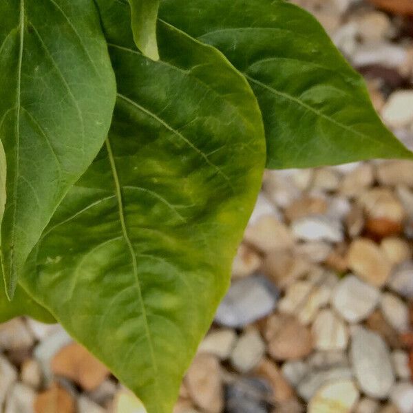 Capsicum annuum Лист