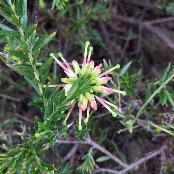 Grevillea rosmarinifolia 花