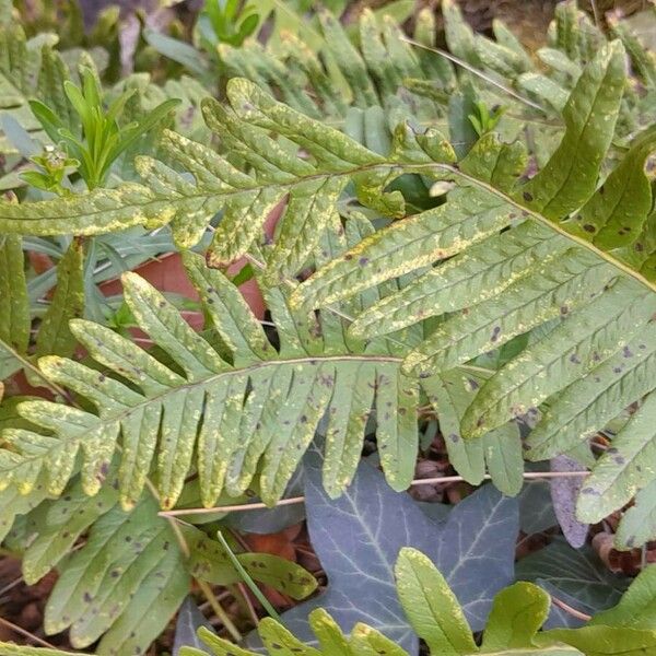 Polypodium vulgare Folha