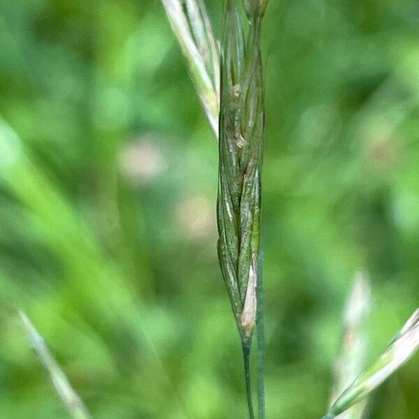 Bromus erectus Квітка