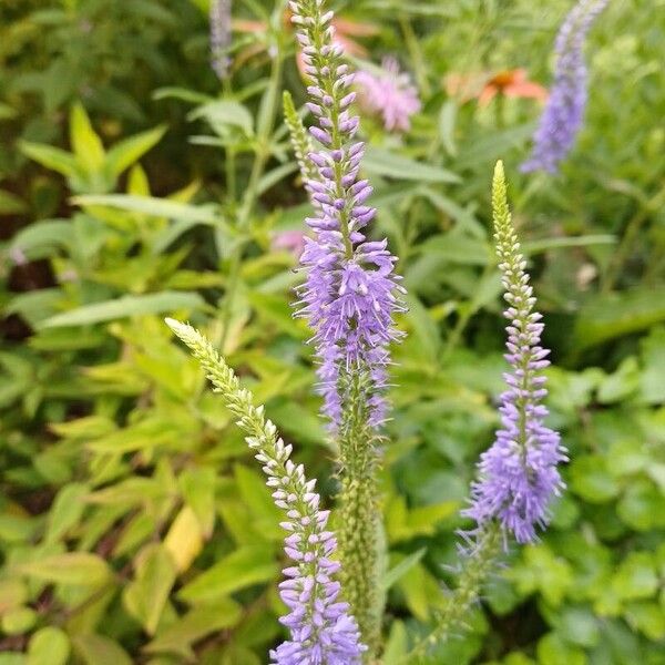 Veronica longifolia Λουλούδι