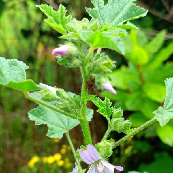 Malva nicaeensis Folha