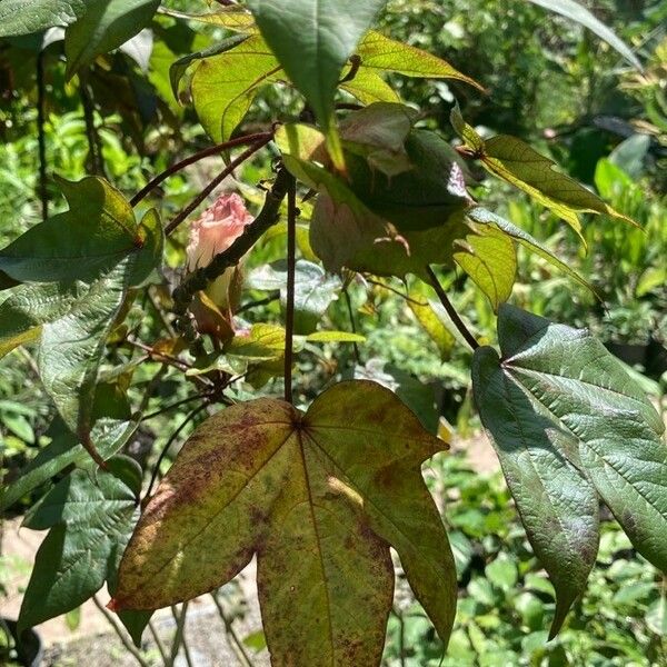 Gossypium barbadense Hoja