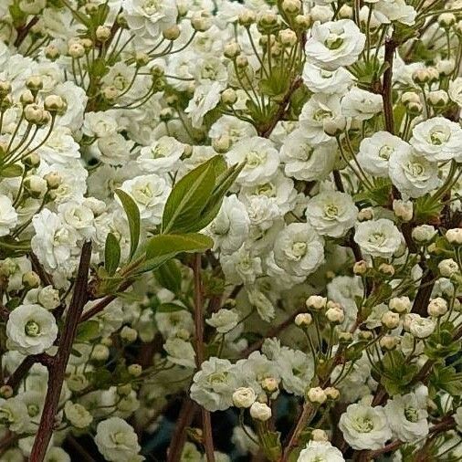 Spiraea cantoniensis Kvet