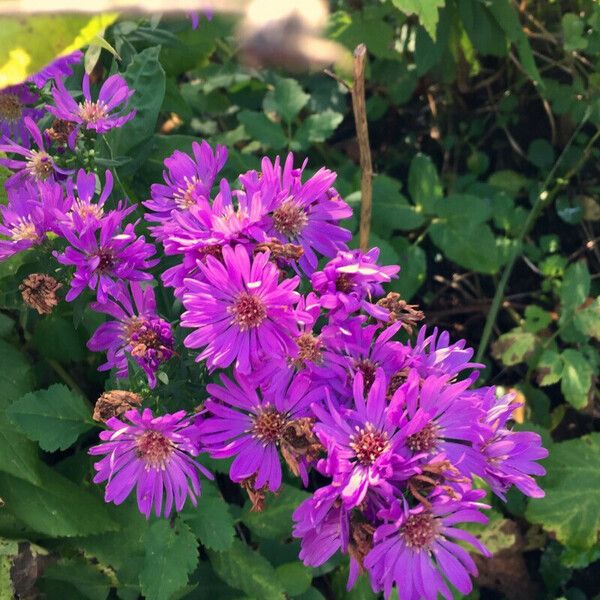 Aster amellus Flower