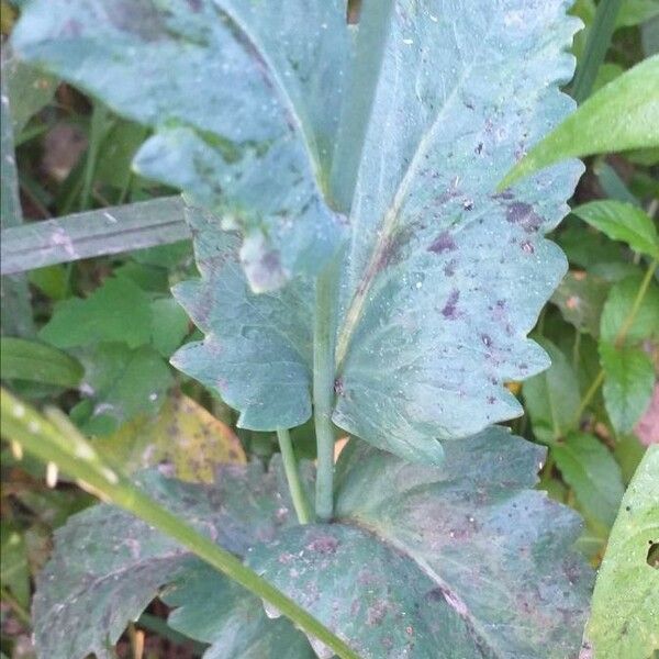 Papaver somniferum Ліст