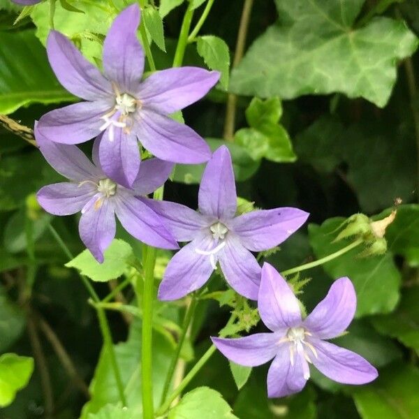 Campanula poscharskyana Flors