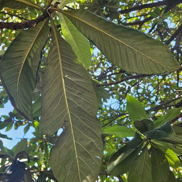 Magnolia virginiana Feuille