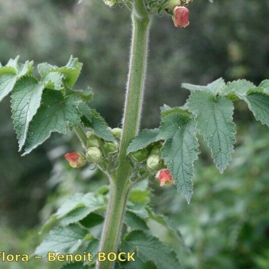 Scrophularia grandiflora Drugo